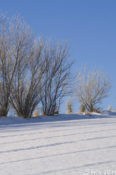 drei Bäume im Schnee