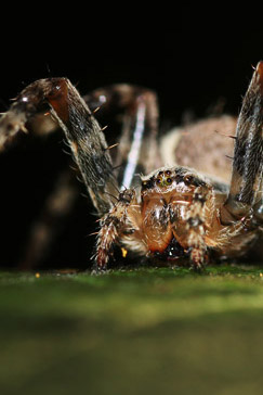 Spinne