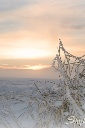 Gras im Schnee